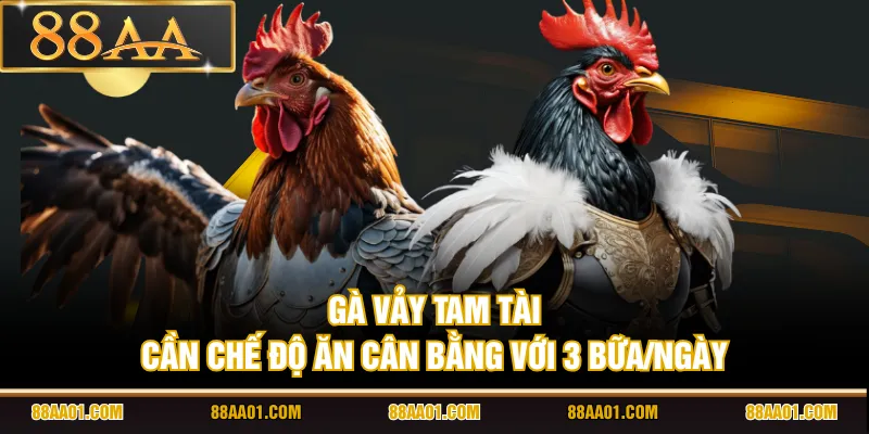 Gà vảy Tam Tài cần chế độ ăn cân bằng với 3 bữa/ngày